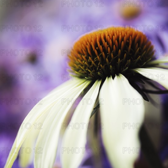 Echinacea close-up of the orange-brown flower cone with white petals against a violet, softly blurred background in soft light, Dortmund, North Rhine-Westphalia, Germany