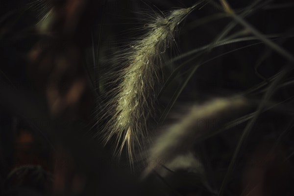Grasses (Poaceae) detailed close-up of a filigree, hairy spike with fine water droplets in soft, warm backlight against a dark, blurred background, Dortmund, North Rhine-Westphalia, Germany