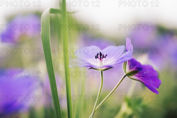 Cranesbill (Geranium sp.), atmospheric close-up of delicate purple flowers with selective sharpness and soft light against a pastel background, Schillig, Lower Saxony, Germany