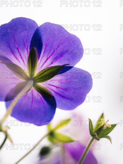 Cranesbill (Geranium sp.), atmospheric close-up of a purple flower from behind in soft backlight against a bright, blurred background, Dortmund, North Rhine-Westphalia, Germany