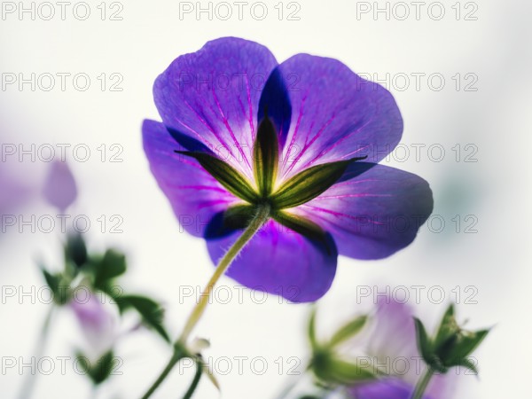 Cranesbill (Geranium sp.), close-up of a purple flower from below with translucent petals in soft, warm backlight against a light background, Schillig, Lower Saxony, Germany