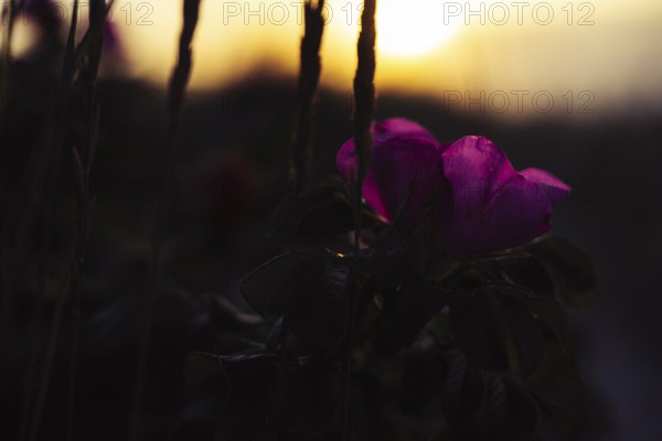 Potato rose (Rosa rugosa), magenta-coloured flower in soft, warm backlighting against a blurred dune background, Schillig, Lower Saxony, Germany