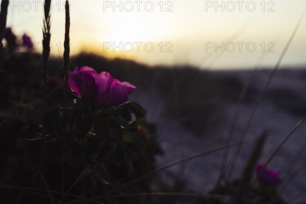 Potato rose (Rosa rugosa), single magenta-coloured flower in soft, warm backlight, Schillig, Lower Saxony, Germany