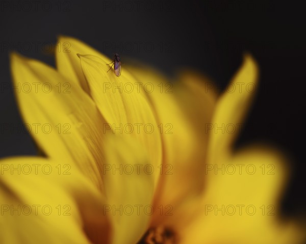 Sunflower (Helianthus annuus) detailed artistic close-up of yellow petals with small insect on one petal, selective focus, dark background, soft light, Dortmund, North Rhine-Westphalia, Germany