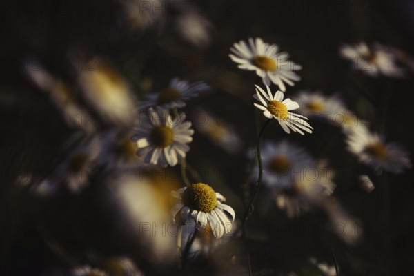 Chamomile (Matricaria sp.) artistic shot of several white flowers with yellow centre in a meadow, selective focus on individual inflorescences, soft blur and dark background, warm light, Dortmund, North Rhine-Westphalia, Germany