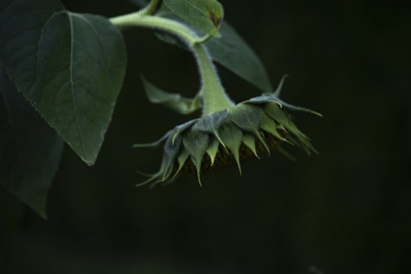 Sunflower (Helianthus annuus) closed flower bud from behind with green bracts and hairy stem in front of dark background, detailed artistic close-up with shallow depth of field and soft light, Dortmund, North Rhine-Westphalia, Germany