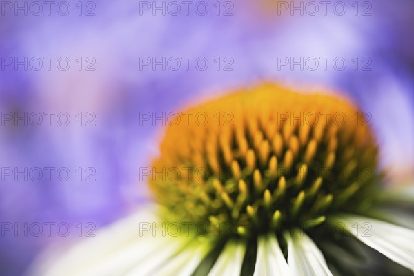 Coneflower (Echinacea) abstract artistic close-up of the flower cone with blurred petals and violet background in soft light, Dortmund, North Rhine-Westphalia, Germany