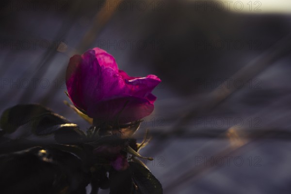 Potato rose (Rosa rugosa), single magenta-coloured blossom against the light, artistic, detailed close-up with deliberately blurred background and soft, warm light, Schillig, Lower Saxony, Germany