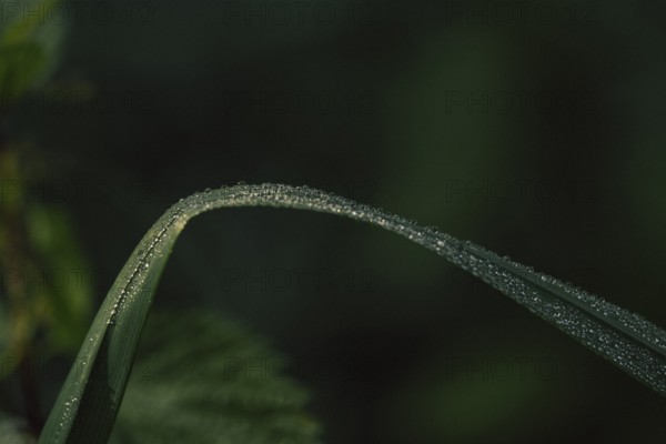 Blade of grass (Poaceae) bent blade of grass with fine dew drops along the edge, detailed artistic close-up with dark background and selective sharpness, soft light, Dortmund, North Rhine-Westphalia, Germany