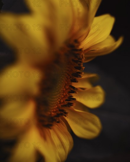 Sunflower (Helianthus annuus) detailed artistic close-up of a yellow flower in side view, with sharply defined flower centre and stamens, shallow depth of field with softly blurred foreground and dark background, warm light, Dortmund, North Rhine-Westphalia, Germany