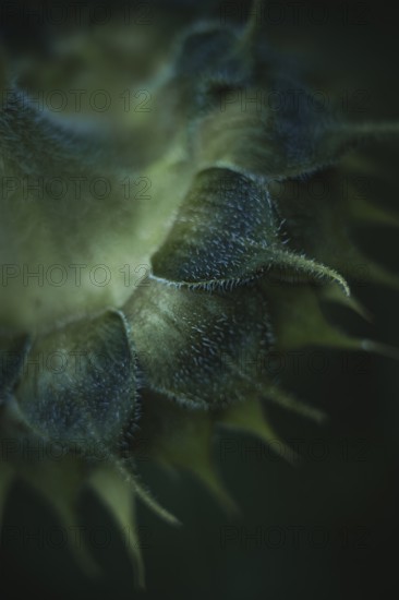 Sunflower (Helianthus annuus) detailed artistic macro shot of the hairy bracts and fine structures on the bud, shallow depth of field, dark green tones in the background, soft light, Dortmund, North Rhine-Westphalia, Germany