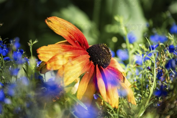 Rudbeckia hirta, artistic close-up of a yellow-orange flower with a dark flower centre between blurred blue flowers and green foliage in soft light, Dortmund, North Rhine-Westphalia, Germany