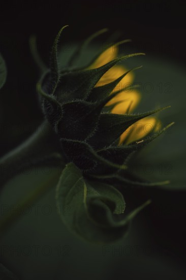 Sunflower (Helianthus annuus) detailed artistic close-up of a still closed flower bud from the back with jagged green bracts and first yellow petals in the background, selective sharpness, dark background, warm light, Dortmund, North Rhine-Westphalia, Germany