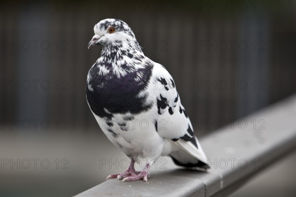 Pigeon (Columbidae) on a railing, Essen, Ruhr area, North Rhine-Westphalia, Germany