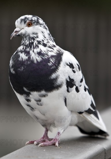 Pigeon (Columbidae) on a railing, Essen, Ruhr area, North Rhine-Westphalia, Germany