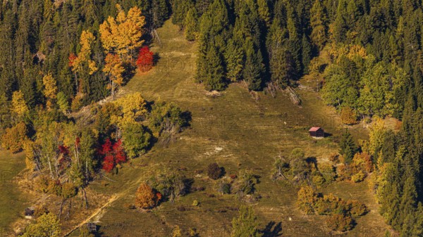 Steep alpine meadow with trees in autumn color, Val d'Anniviers, Valais Alps, Canton of Valais, Switzerland
