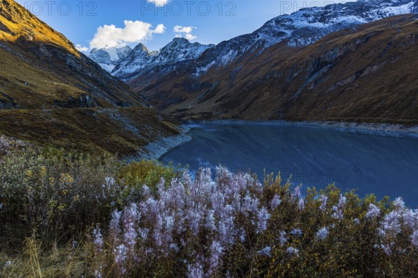 The reservoir Lac de Moiry, in front a bush with blooming sally (Chamaenerion angustifolium), behind the peaks of the mountains Grand Cornier, Tete Blanche and Pointe Moiry, Val d'Anniviers, Valais Alps, Canton Valais, Switzerland