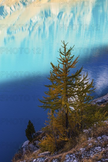 Small larch tree (Larix decidua), mountain meadow reflected in the turquoise-coloured reservoir Lac de Moiry, Val d'Anniviers, Valais Alps, Canton Valais, Switzerland