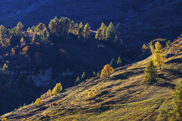 Alpine meadows with trees in autumn colors, near Zinal, Val d'Anniviers, Valais Alps, Canton of Valais, Switzerland