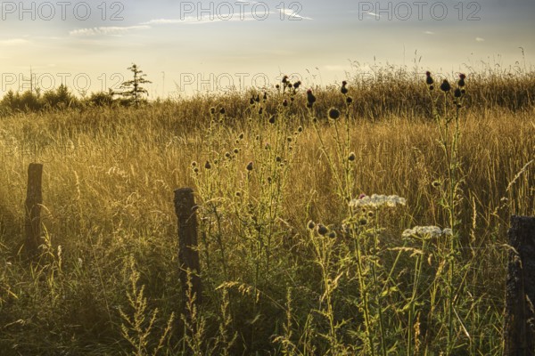Peaceful summer meadow after sunrise with golden light, Siegen