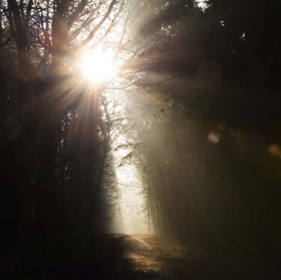 Glowing sunrays, light and darkness, shadow, foggy forest in dark tones, sunrays, bright, autumn, passing away, atmosphere, path, flooded with light, forest path, rays of light, peaceful, mood, morning fog, lighting mood, sunlight, morning, haze, nature, atmospheric, mystical, fascination, autumn leaves, mysterious, dream, illuminated, clouds of fog, natural phenomenon, Light trail, grief, condolence, death, dying, magical, Lüneburg district, Lower Saxony, Germany