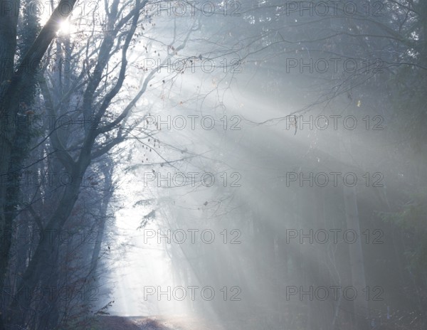 A foggy forest in shades of blue, cool rays of sunshine, light, autumn atmosphere, path, flooded with light, forest path, light rays, peaceful, mood, glow, morning fog, bright, path, early fog, leaves, light mood, sun, sunlight, morning, haze, nature, atmospheric, mystical, fascination, sun, autumn leaves, mysterious, dreamlike, walk, illuminated, clouds of fog, natural phenomenon, light trail, grief, condolence, death, dying, magical, Lüneburg district, Lower Saxony, Germany