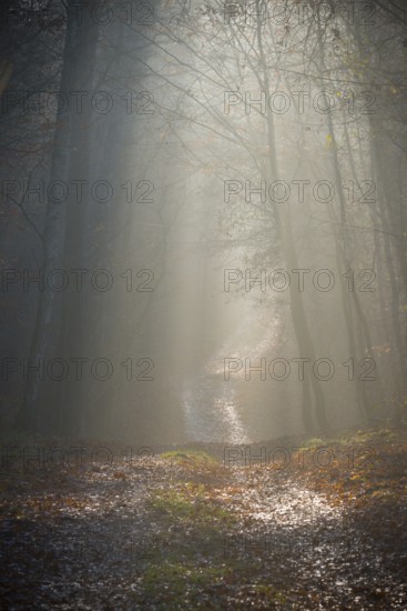 Forest trail with gentle incoming sunlight disappears in the distance into fog, calm, quiet atmosphere, glowing sun rays, light, shadow, autumn, passing away, life path, path, flooded with light, forest path, light rays, peaceful, mood, morning fog, light mood, morning, nature, atmospheric, mystical, autumn leaves, mysterious, illuminated, clouds of fog, natural phenomenon, glow Trace, grief, condolence, death, death, Lüneburg district, Lower Saxony, Germany