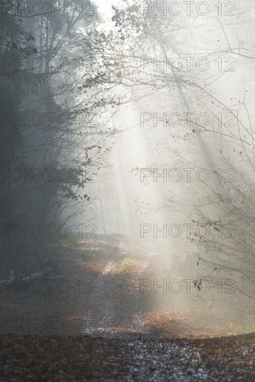 A foggy forest trail with gently falling sunlight, calm and hazy atmosphere, glowing sunrays, light and shadow, bright, autumn, passing, life path, flooded with light, forest path, light rays, peaceful, mood, morning fog, light mood, nature, atmospheric, mystical, fascination, autumn leaves, mysterious, dream, illuminated, clouds of fog, natural phenomenon, Light trail, grief, condolence, death, dying, magical, Lüneburg district, Lower Saxony, Germany