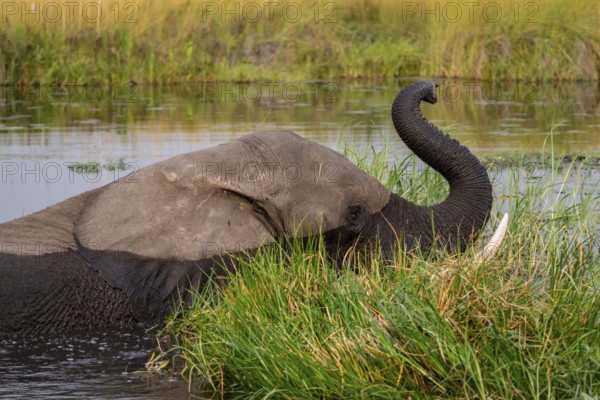 African elephant (Loxodonta africana) swimming in the swamp, Xakanaxa Lagoon, Okavango Delta, Moremi Game Reserve, Botswana
