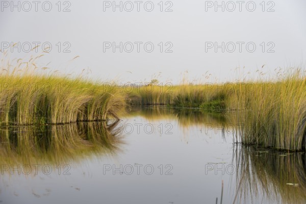 Swamp, Xakanaxa Lagoon, Okavango Delta, Moremi Game Reserve, Botswana