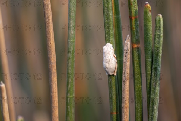 Marble reed frog (Hyperolius marmoratus), white frog sitting on a papyrus, Xakanaxa Lagoon, Okavango Delta, Moremi Game Reserve, Botswana