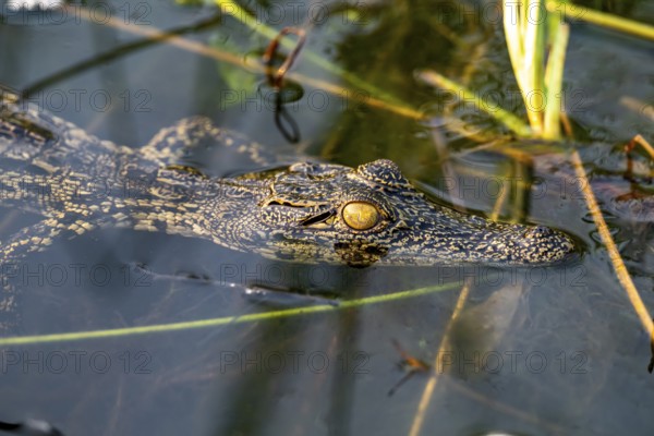 Young animal, Nile crocodile in swamp, Xakanaxa Lagoon, Okavango Delta, Moremi Game Reserve, Botswana