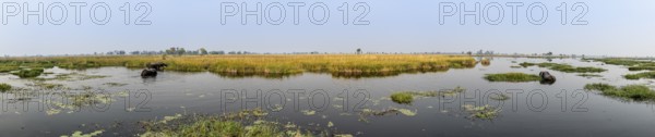 Panorama, African elephant (Loxodonta africana) in the swamp, Xakanaxa Lagoon, Okavango Delta, Moremi Game Reserve, Botswana