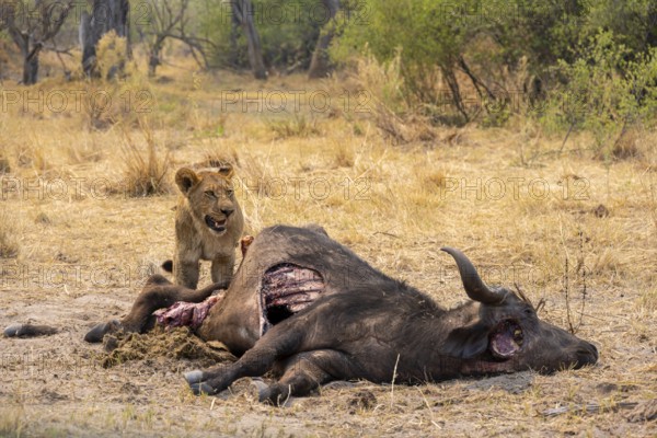 Kill, lion (Panthera leo) eating buffalo Xakanaxa, Moremi Game Reserve, Botswana