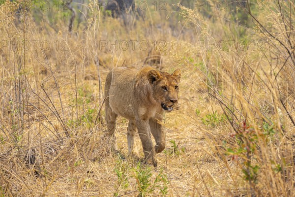 Lion (Panthera leo) Xakanaxa, Moremi Game Reserve, Botswana