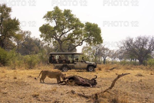Safari car with tourists, kill, lion (Panthera leo) eating buffalo Xakanaxa, Moremi Game Reserve, Botswana