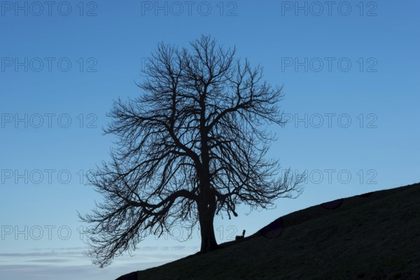 A single standing chestnut tree (Castanea) in late autumn, including an empty bench, Dietersbachtal near Oberstdorf, Allgäu Alps, Allgäu, Bavaria, Germany