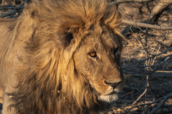Maned lion, lion (Panthera leo), Savuti, Chobe National Park, Botswana