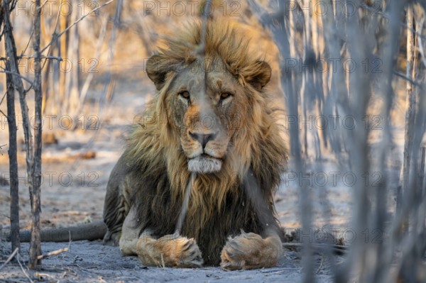 Maned lion, lion (Panthera leo) lies, Savuti, Chobe National Park, Botswana