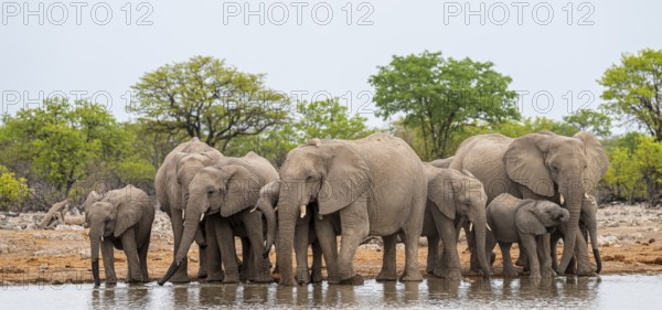 Herd of animals, animal family with young, African elephant (Loxodonta africana) drinking at a waterhole, Etosha National Park, Namibia