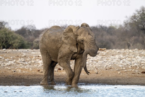 African elephant (Loxodonta africana) has its trunk funny, waterhole, Etosha National Park, Namibia