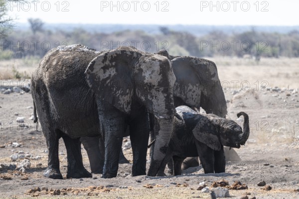 Herd of animals, animal family with young animal dusting themselves, skin care with dust, African elephant (Loxodonta africana), Etosha National Park, Namibia
