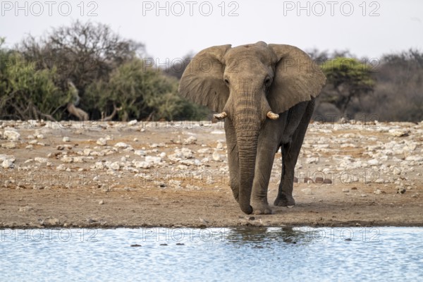 African elephant (Loxodonta africana), Etosha National Park, Namibia
