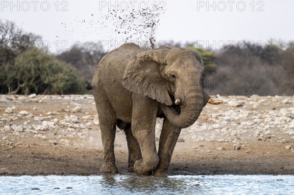 African elephant (Loxodonta africana) splashing itself with mud, Etosha National Park, Namibia