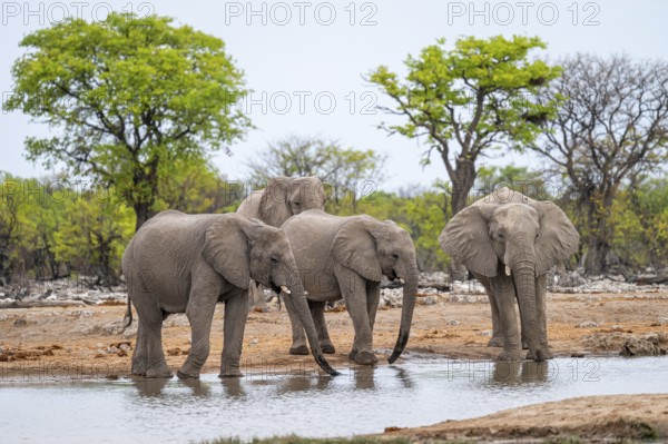 Herd of animals, African elephant (Loxodonta africana) drinking at a waterhole, Etosha National Park, Namibia