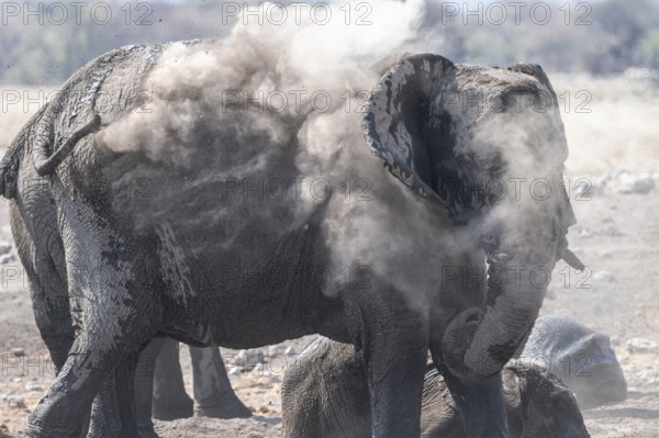 African elephant (Loxodonta africana) dusting itself, skin care with dust, Etosha National Park, Namibia