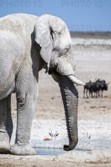 Lone African elephant (Loxodonta africana) drinking at a waterhole, Etosha National Park, Namibia