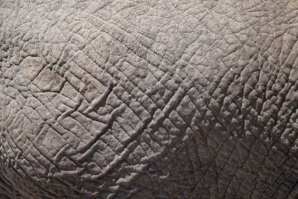 Detail, skin, African elephant (Loxodonta africana), Etosha National Park, Namibia