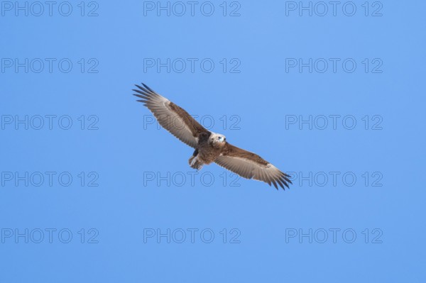 Savannah eagle or eagle of prey (Aquila rapax), bird of prey flying, Etosha National Park, Namibia