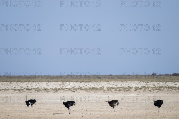 Funny, Four males, Common ostrich (Struthio camelus) running through savannah, Etosha National Park, Namibia